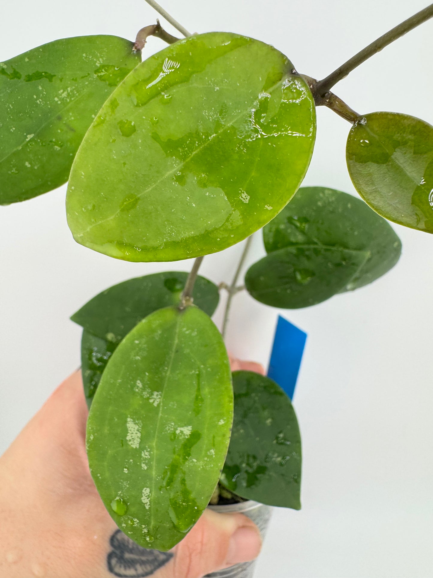 Hoya IML 1438 ‘Hat Som Paen’