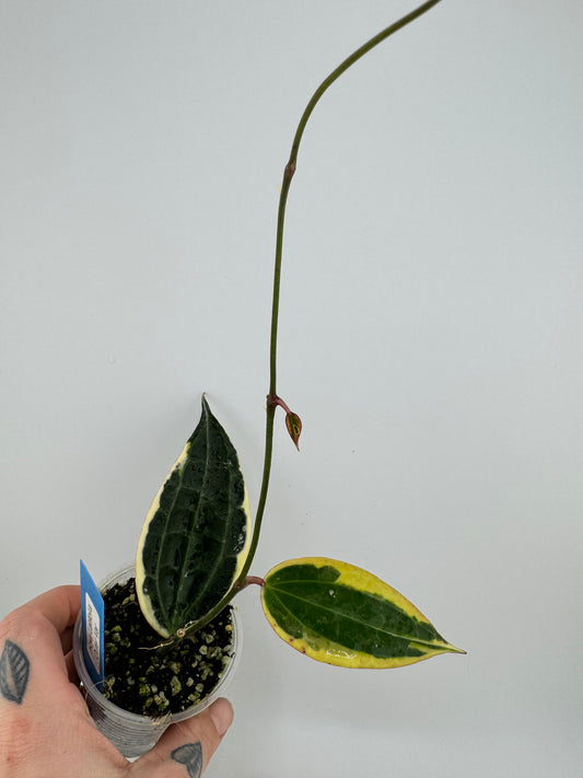Hoya Latifolia (macrophylla) outer variegated