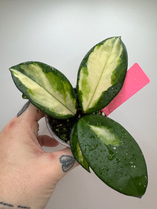 Hoya carnosa exotica tricolor