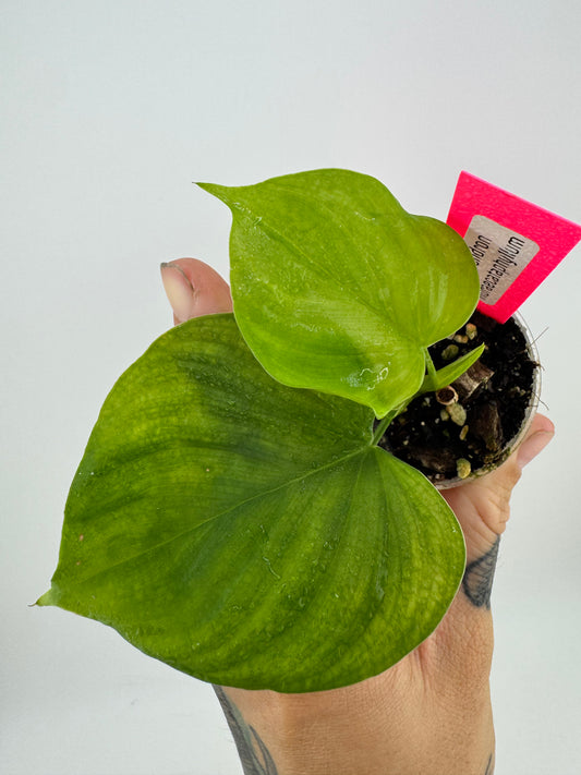Philodendron fibraecataphyllum