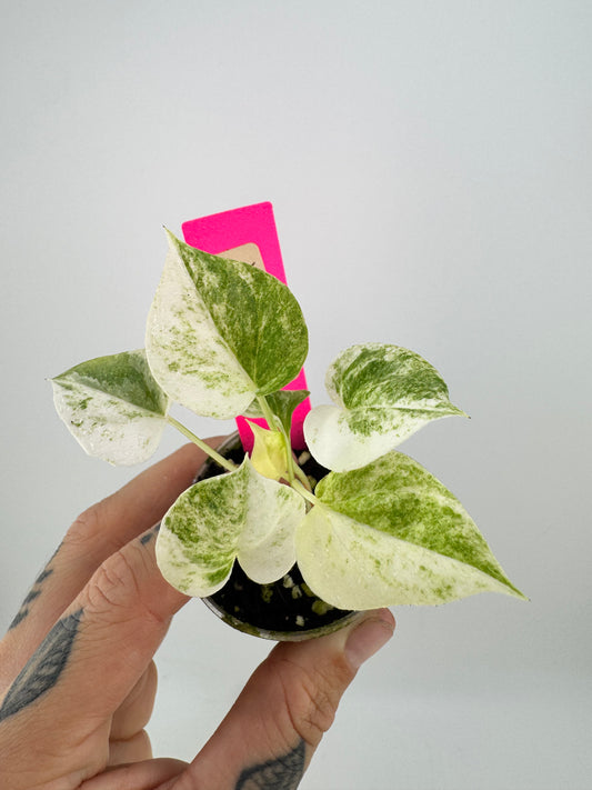 Anthurium Hookeri Albo Variegated
