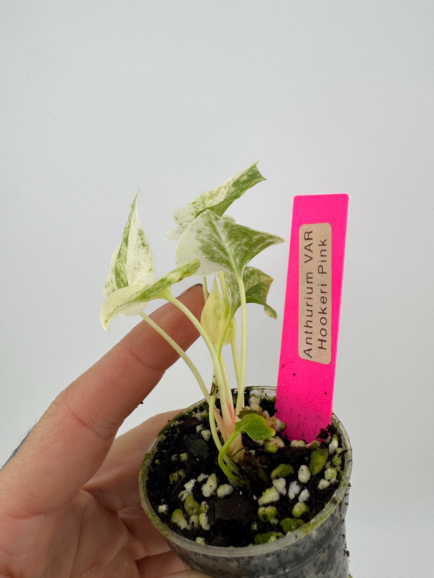 Anthurium Hookeri Albo Variegated