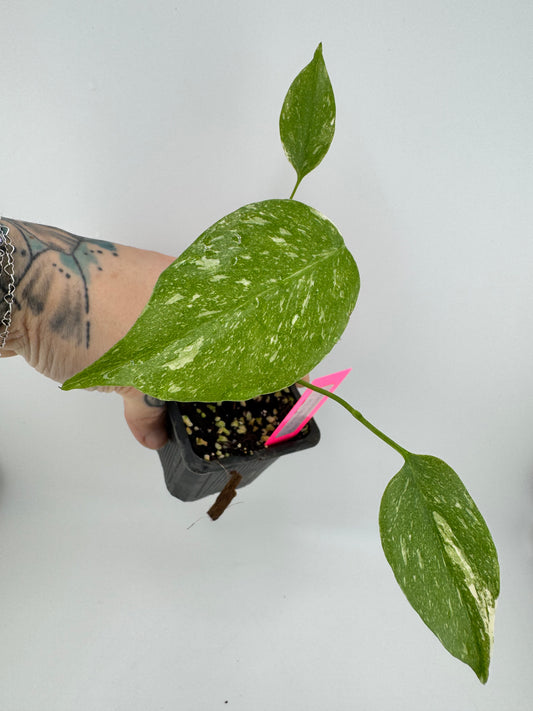 Monstera Variegated Thai Constellation