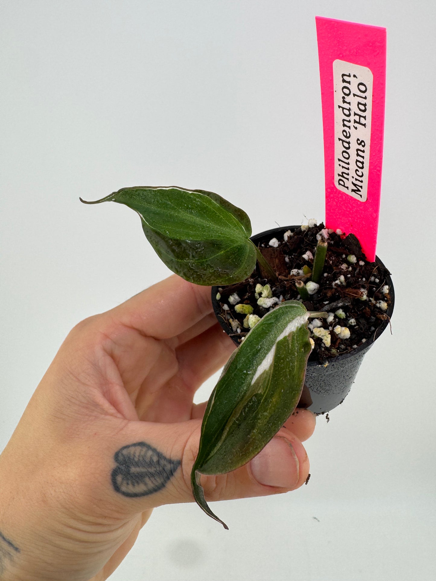 Variegated Philodendron Micans ‘Halo’