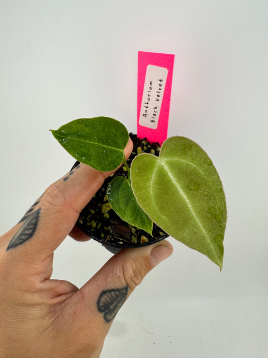 Anthurium ‘Black Velvet’