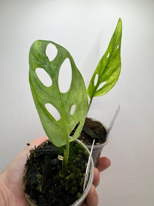 Monstera Adansonii Variegated Indonesian Mint