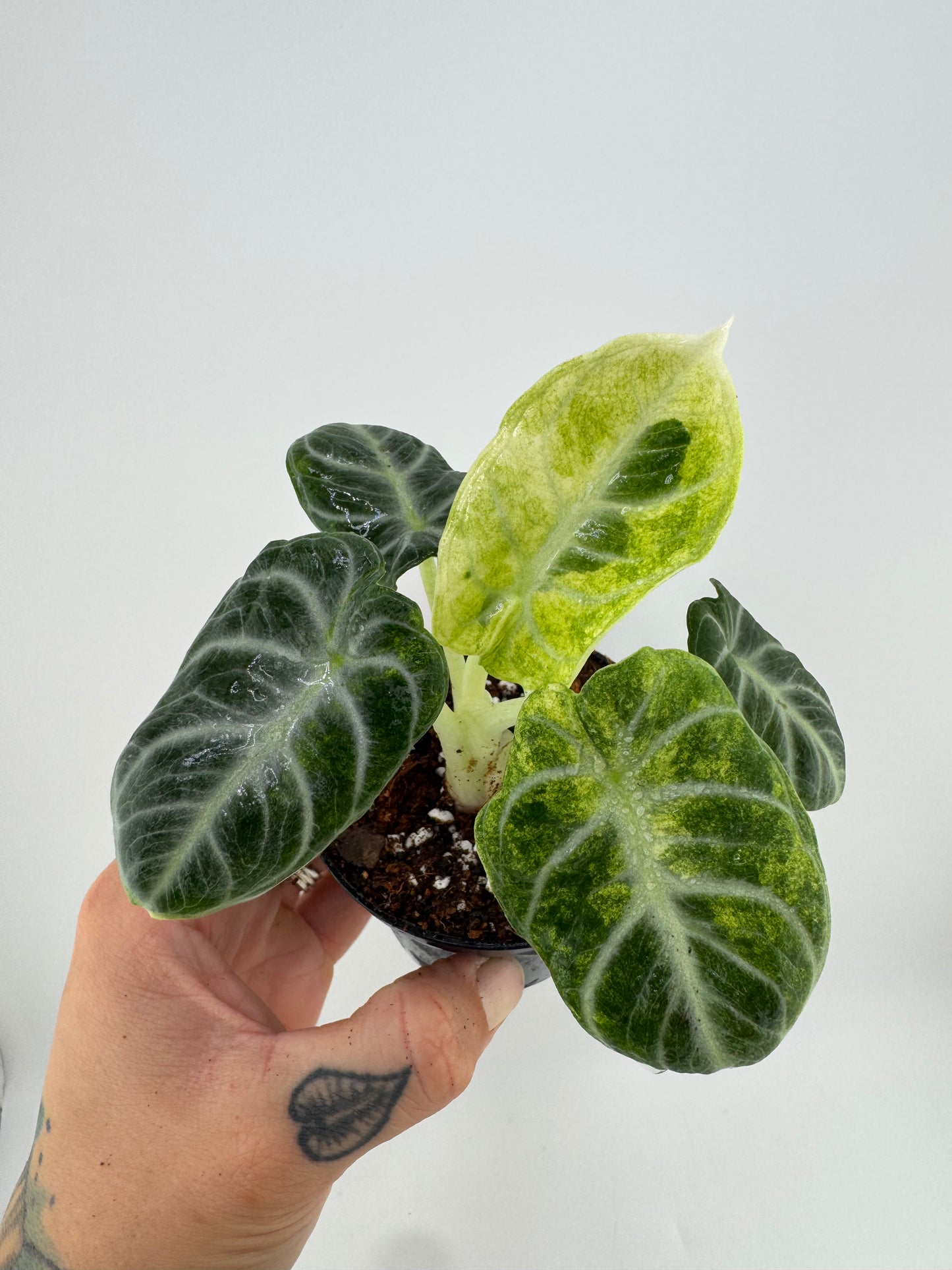 Alocasia Variegated Black Velvet Ninja Albo