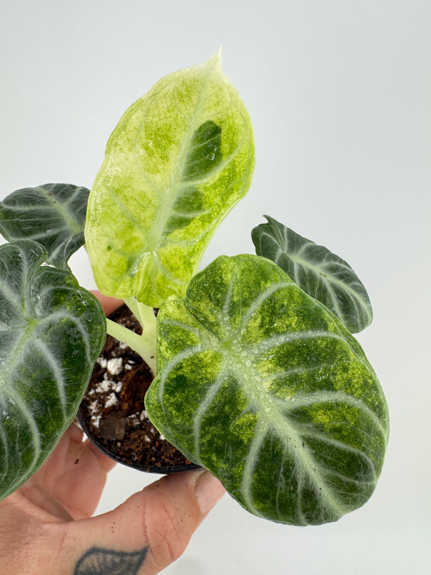 Alocasia Variegated Black Velvet Ninja Albo