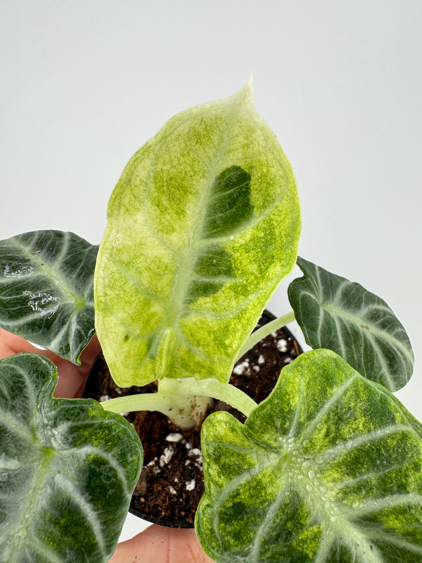 Alocasia Variegated Black Velvet Ninja Albo