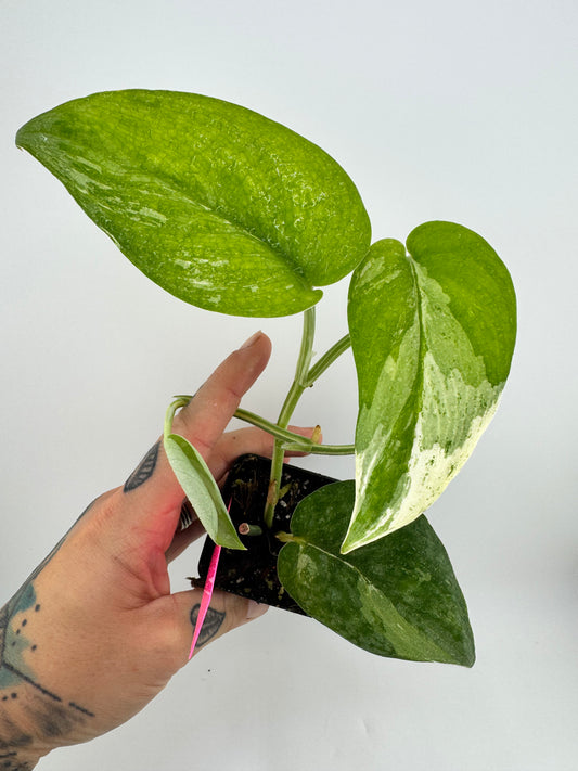 Scindapsus Dark Pictus Variegated