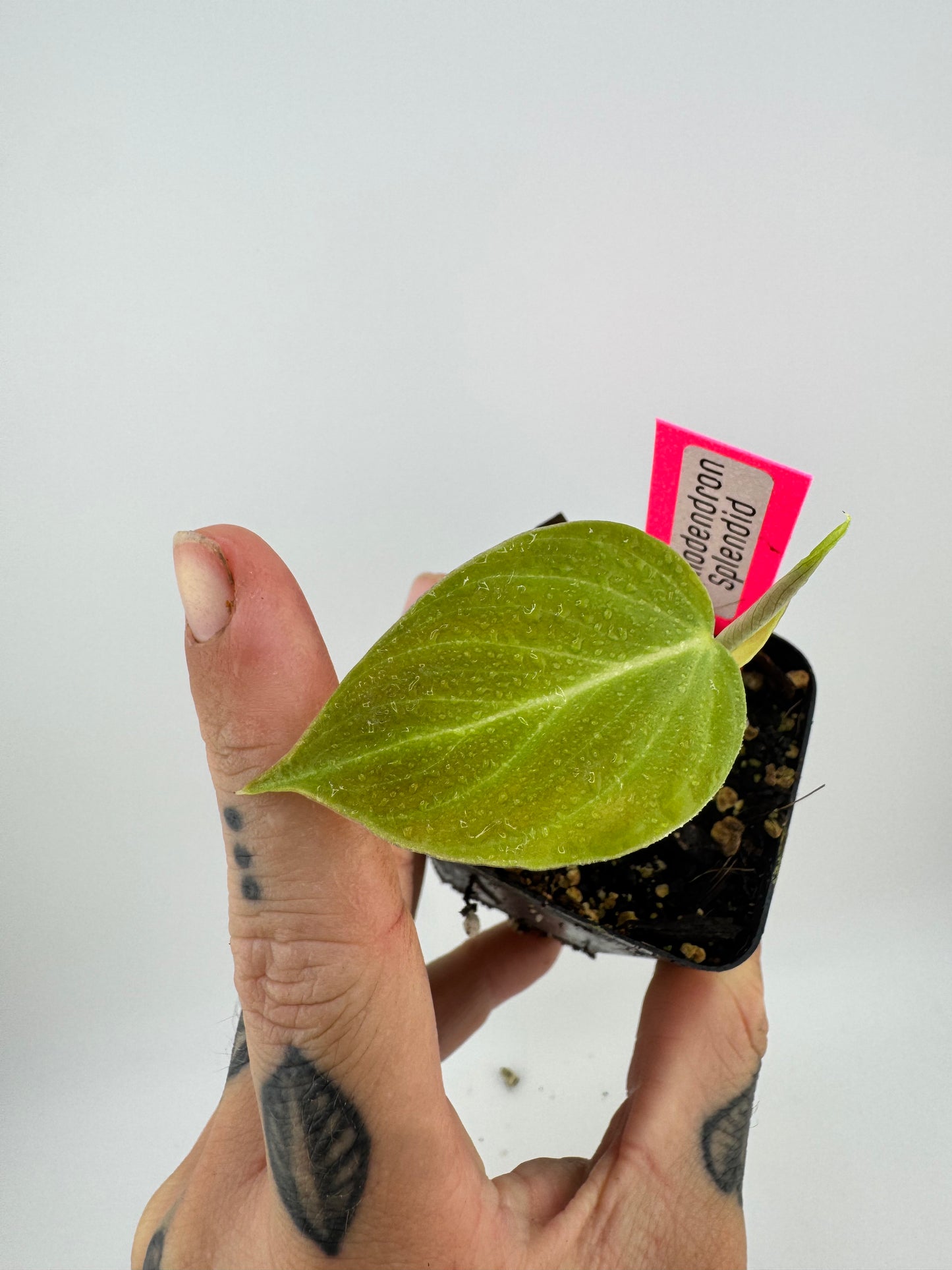 Philodendron splendid (verrucosum X Melanocrysum)
