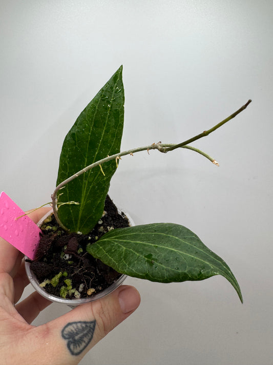 Hoya Benvergarai (rare tropical)