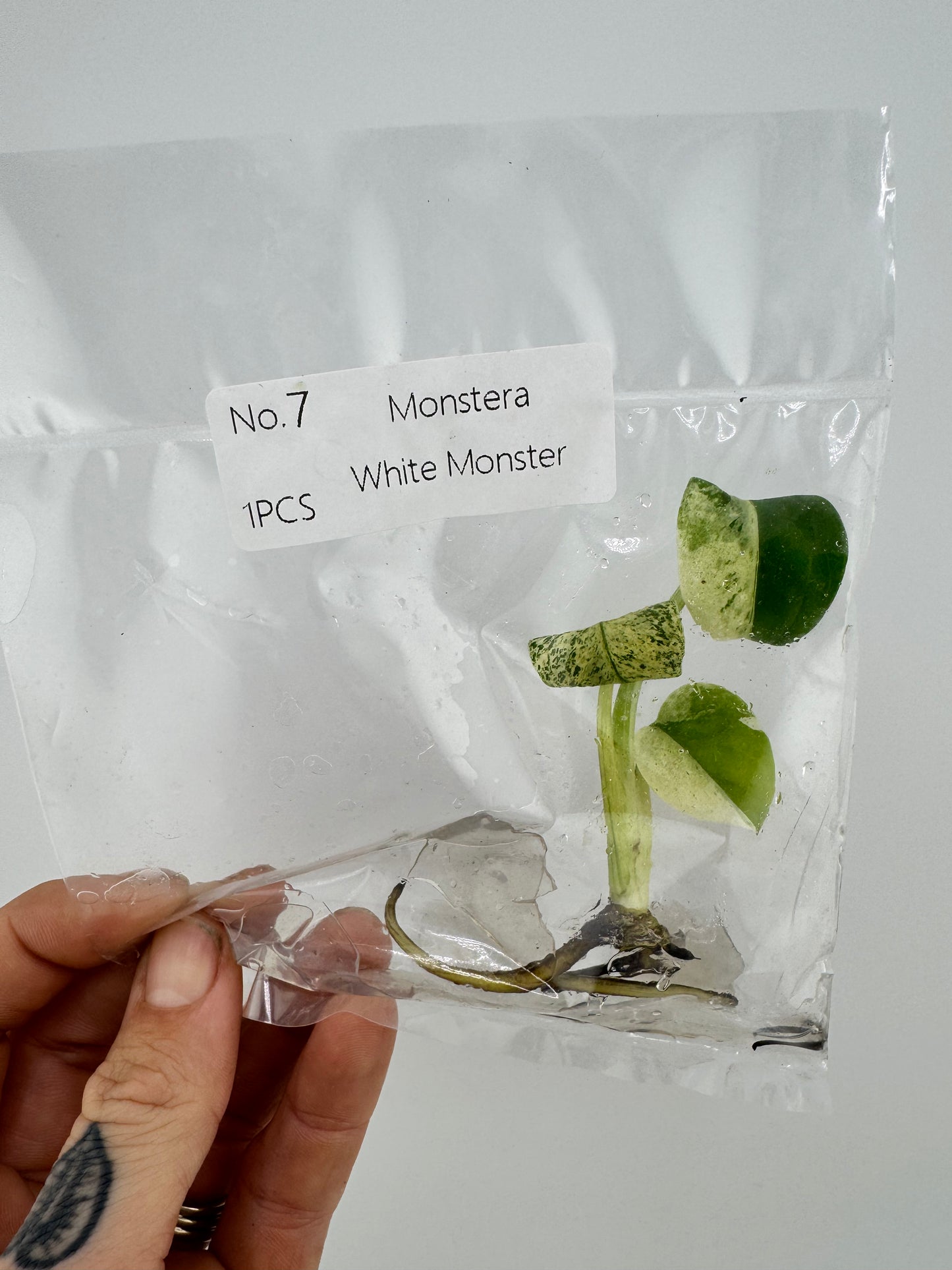 Monstera ‘White Monster’ Tissue Culture Plantlet #7