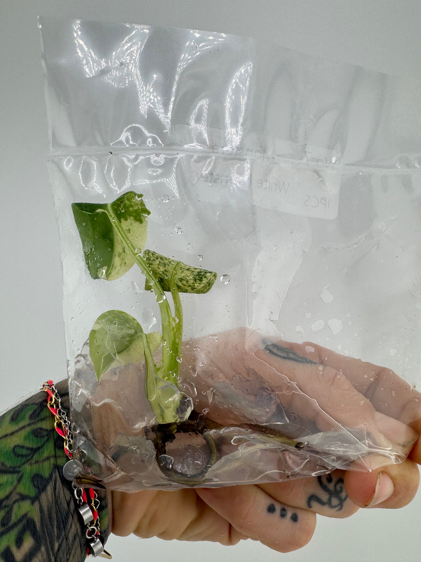 Monstera ‘White Monster’ Tissue Culture Plantlet #7