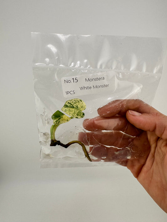 Monstera ‘White Monster’ Tissue Culture Plantlet #15