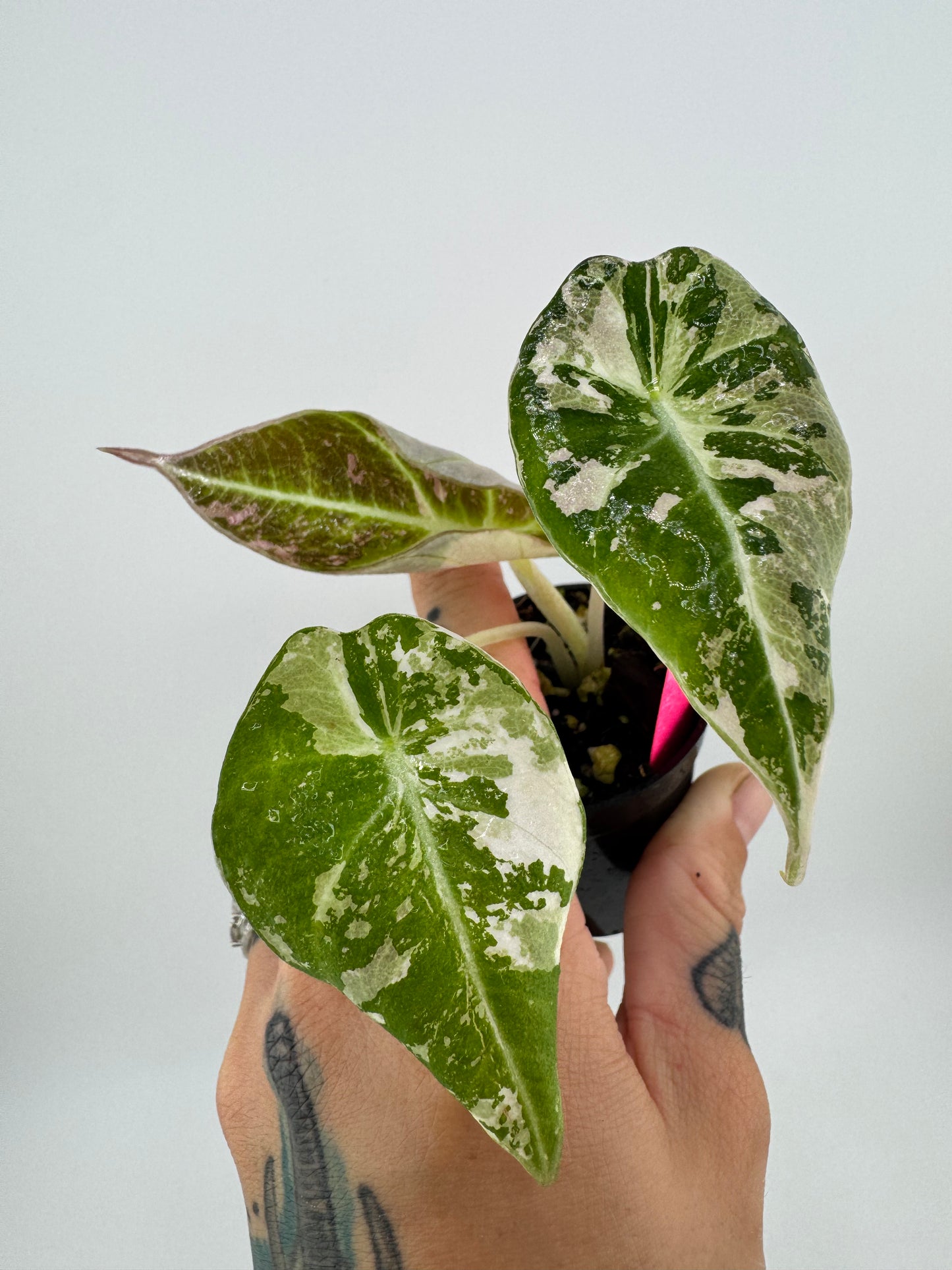 Alocasia Black Velvet Pink/Albo Variegated #3