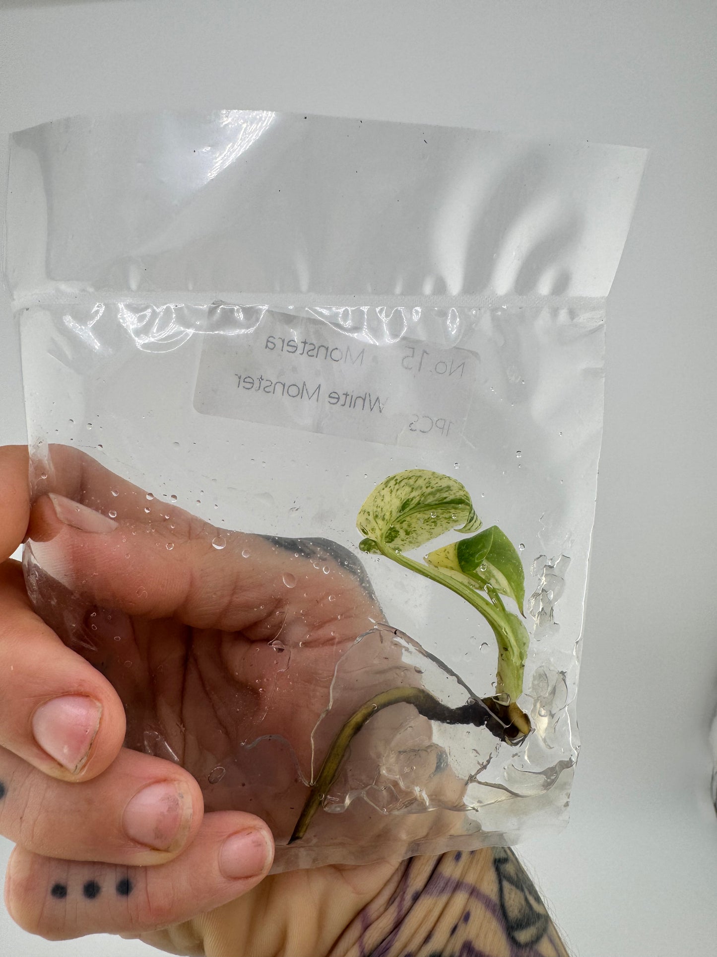 Monstera ‘White Monster’ Tissue Culture Plantlet #15