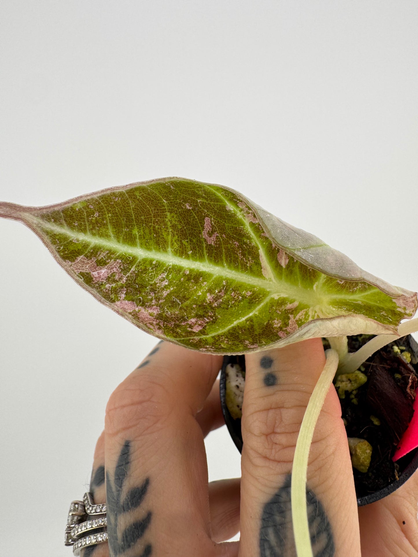 Alocasia Black Velvet Pink/Albo Variegated #3