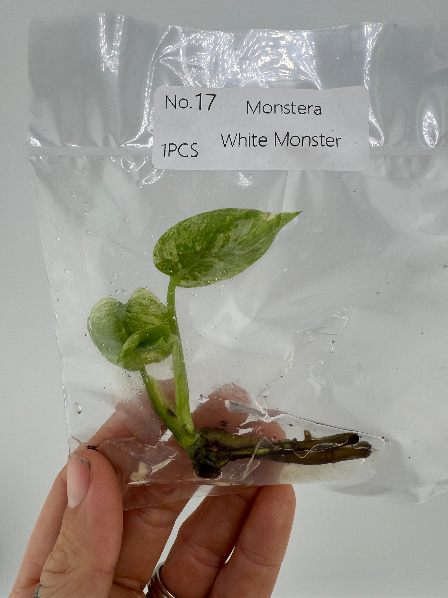 Monstera ‘White Monster’ Tissue Culture Plantlet #17