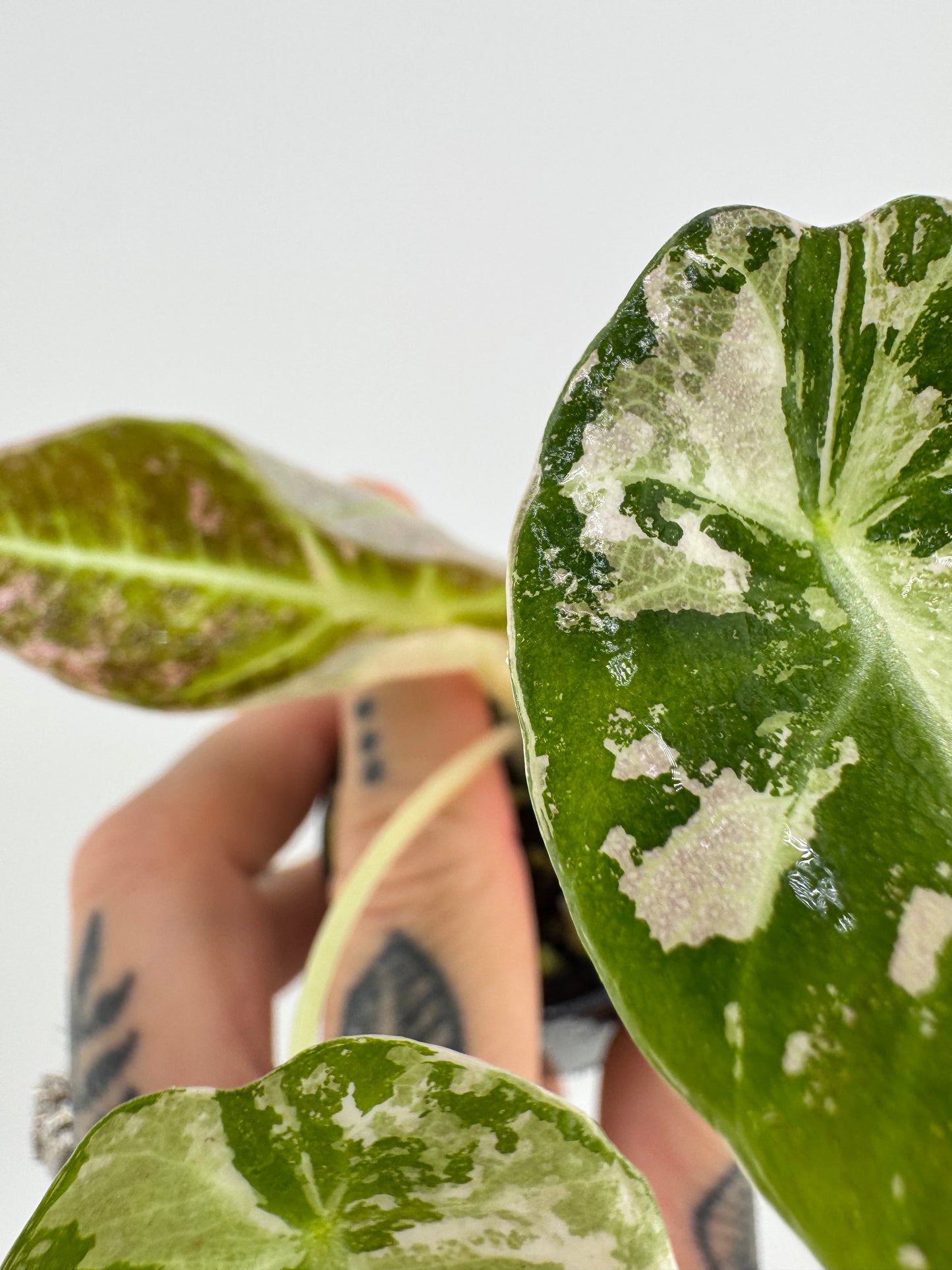 Alocasia Black Velvet Pink/Albo Variegated #3