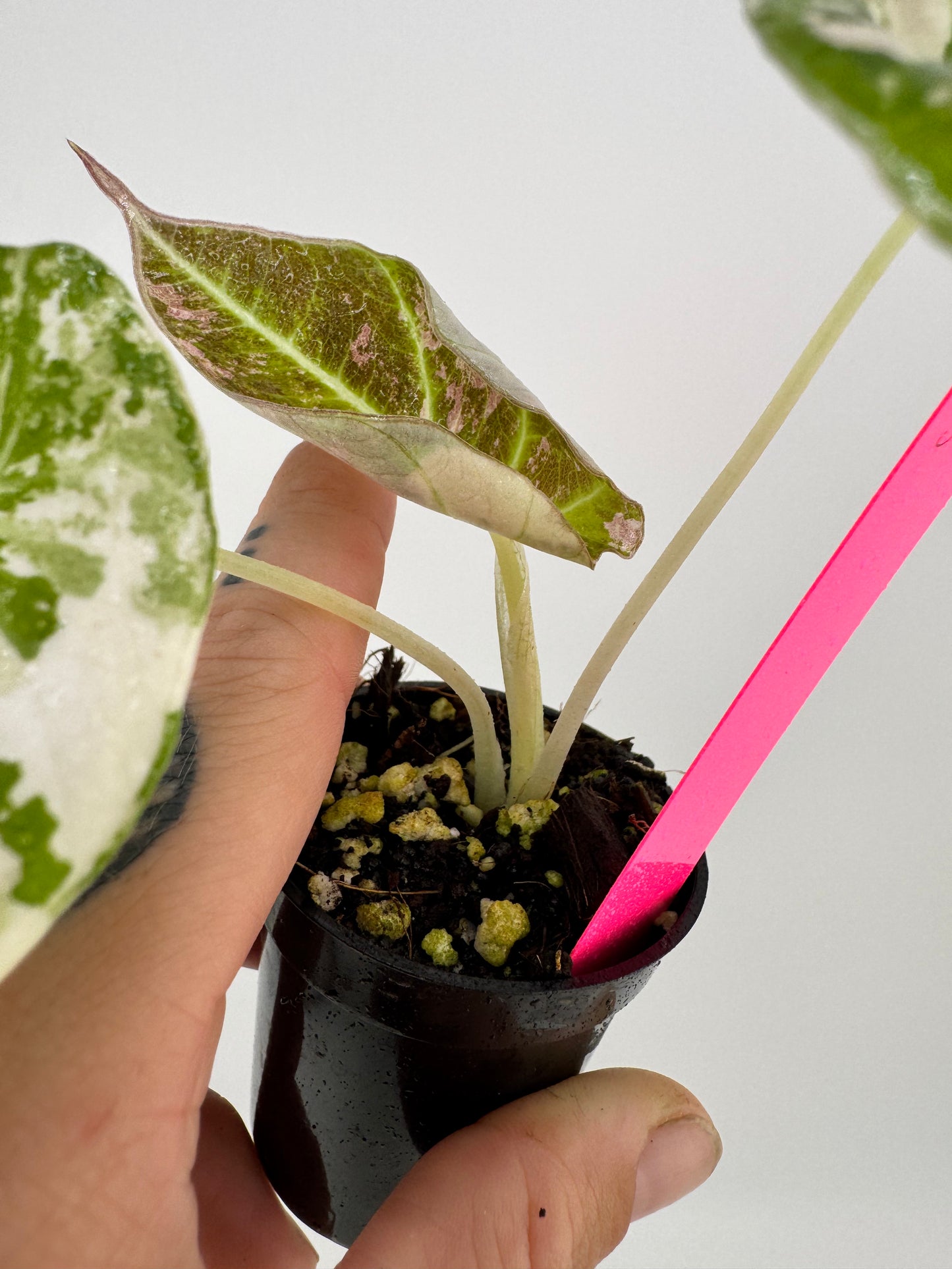 Alocasia Black Velvet Pink/Albo Variegated #3