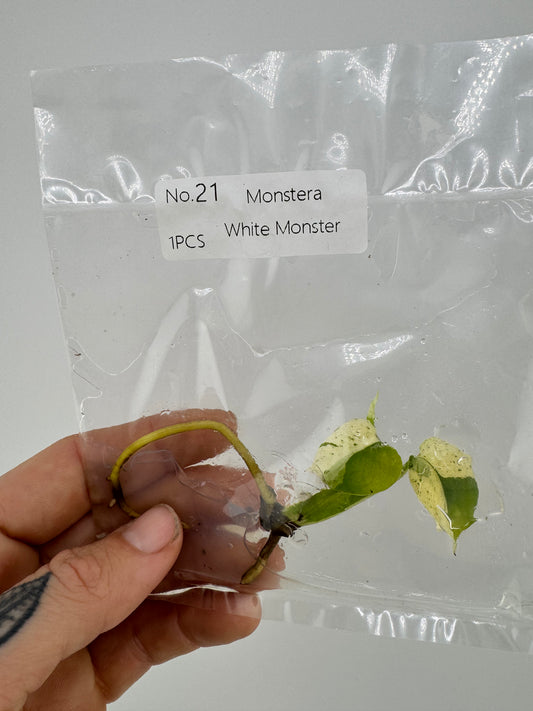 Monstera ‘White Monster’ Tissue Culture Plantlet #21