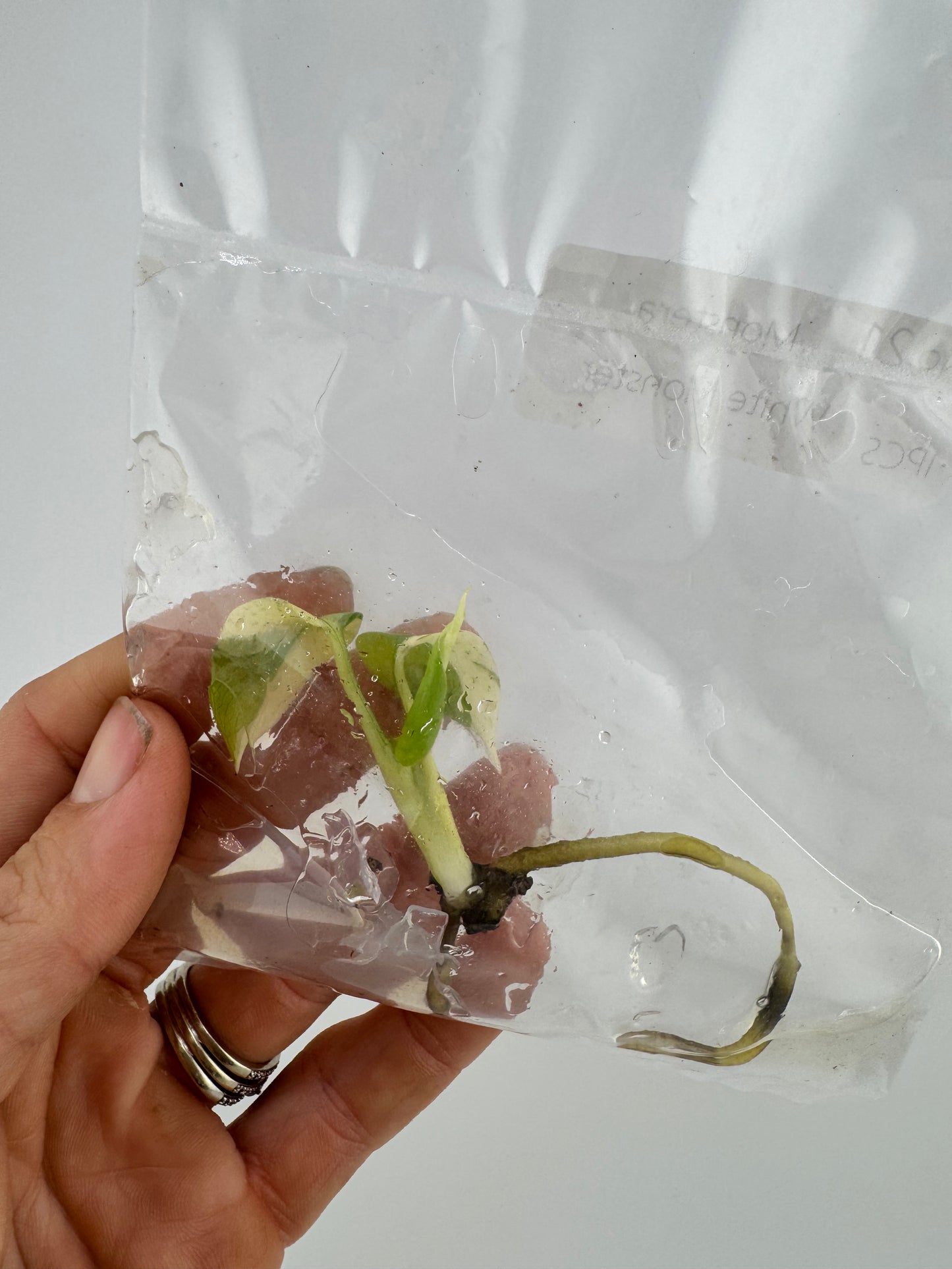 Monstera ‘White Monster’ Tissue Culture Plantlet #21