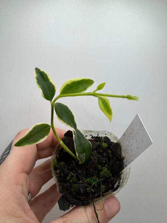 Hoya Bella Outer Variegated ‘Anneke Bois’