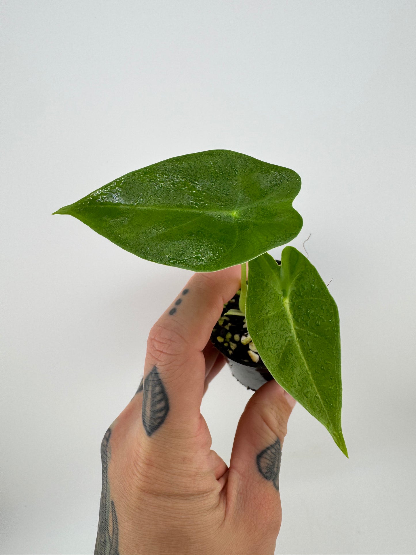 Alocasia Frydek