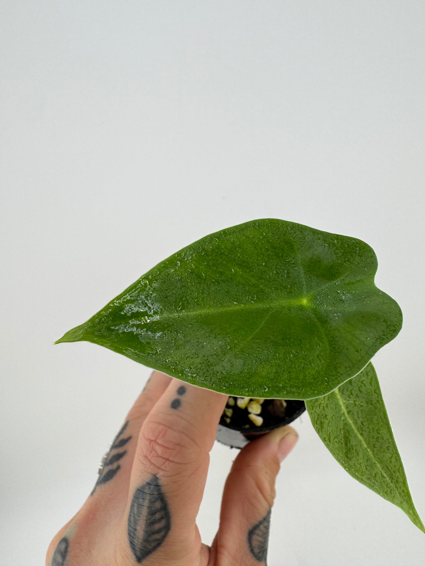 Alocasia Frydek