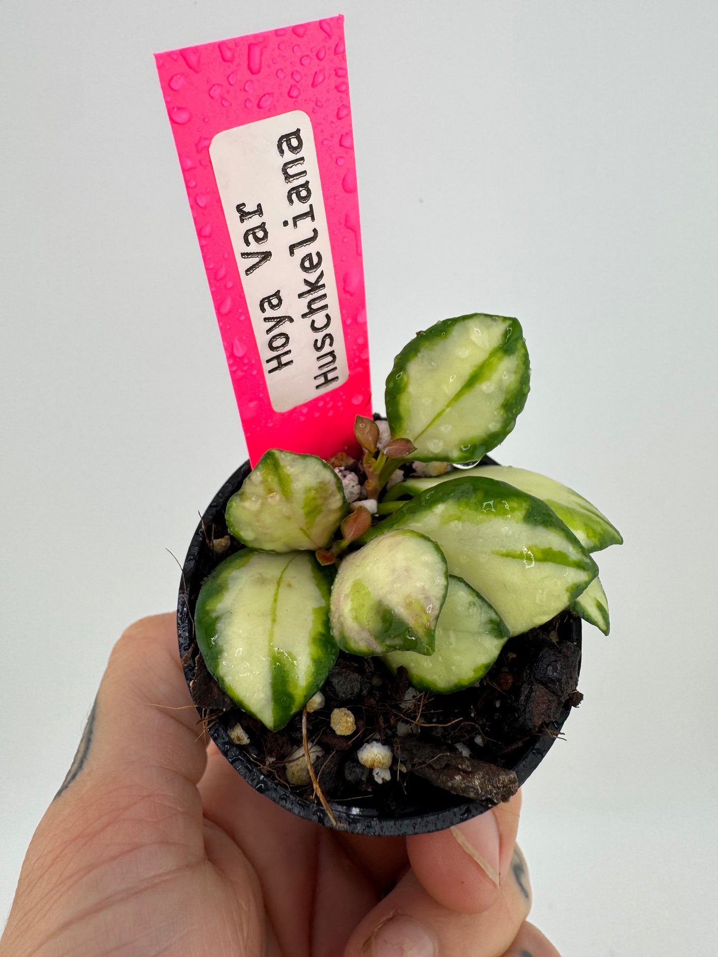 Hoya VAR Huschkeliana