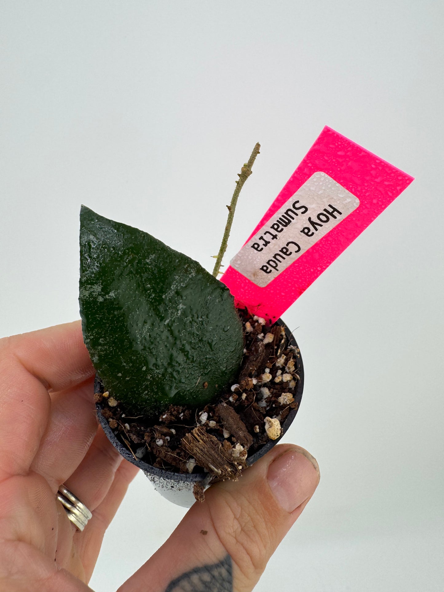 Hoya Cauda Sumatra