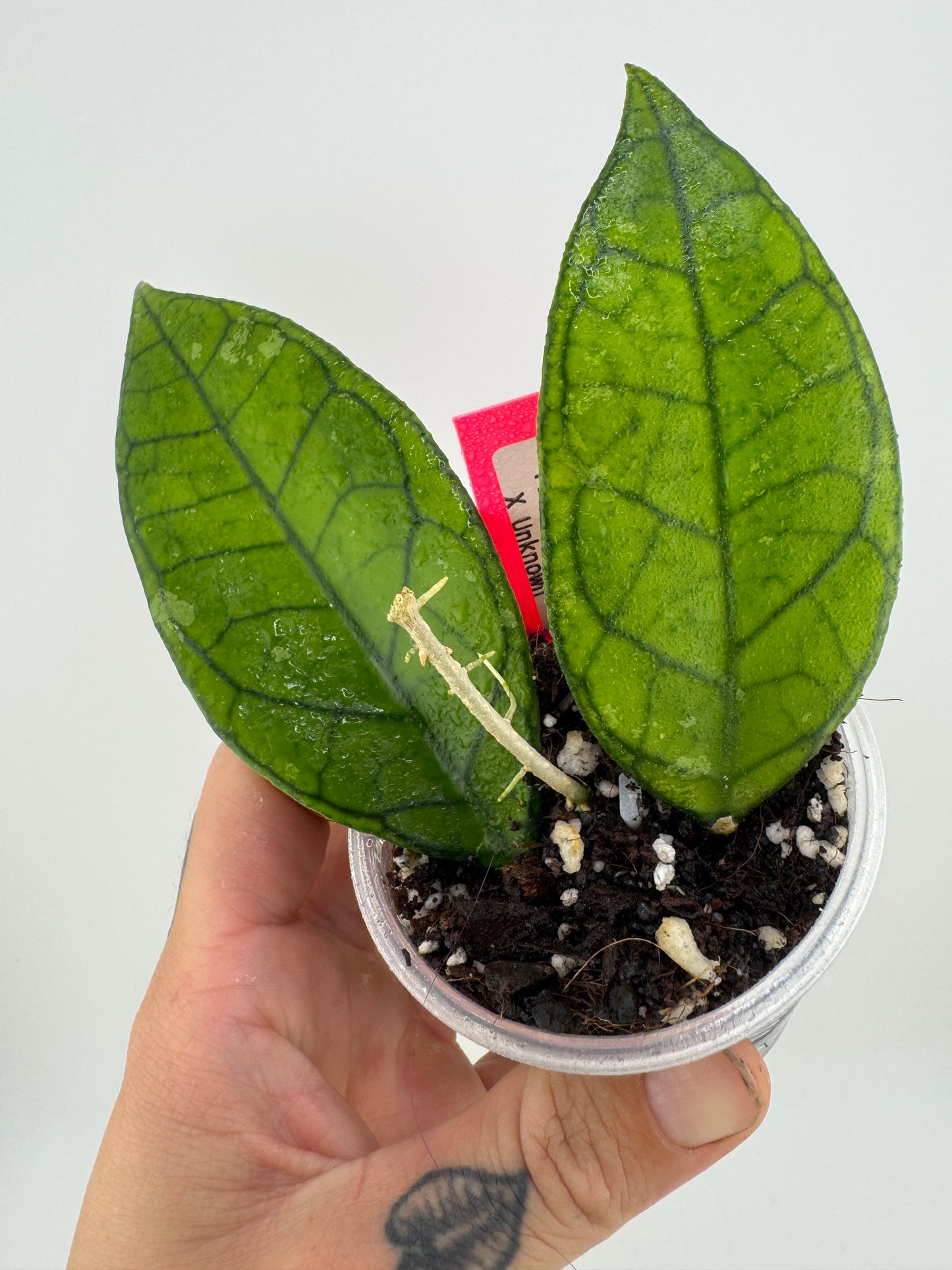 Hoya Finlaysonii X Unknown
