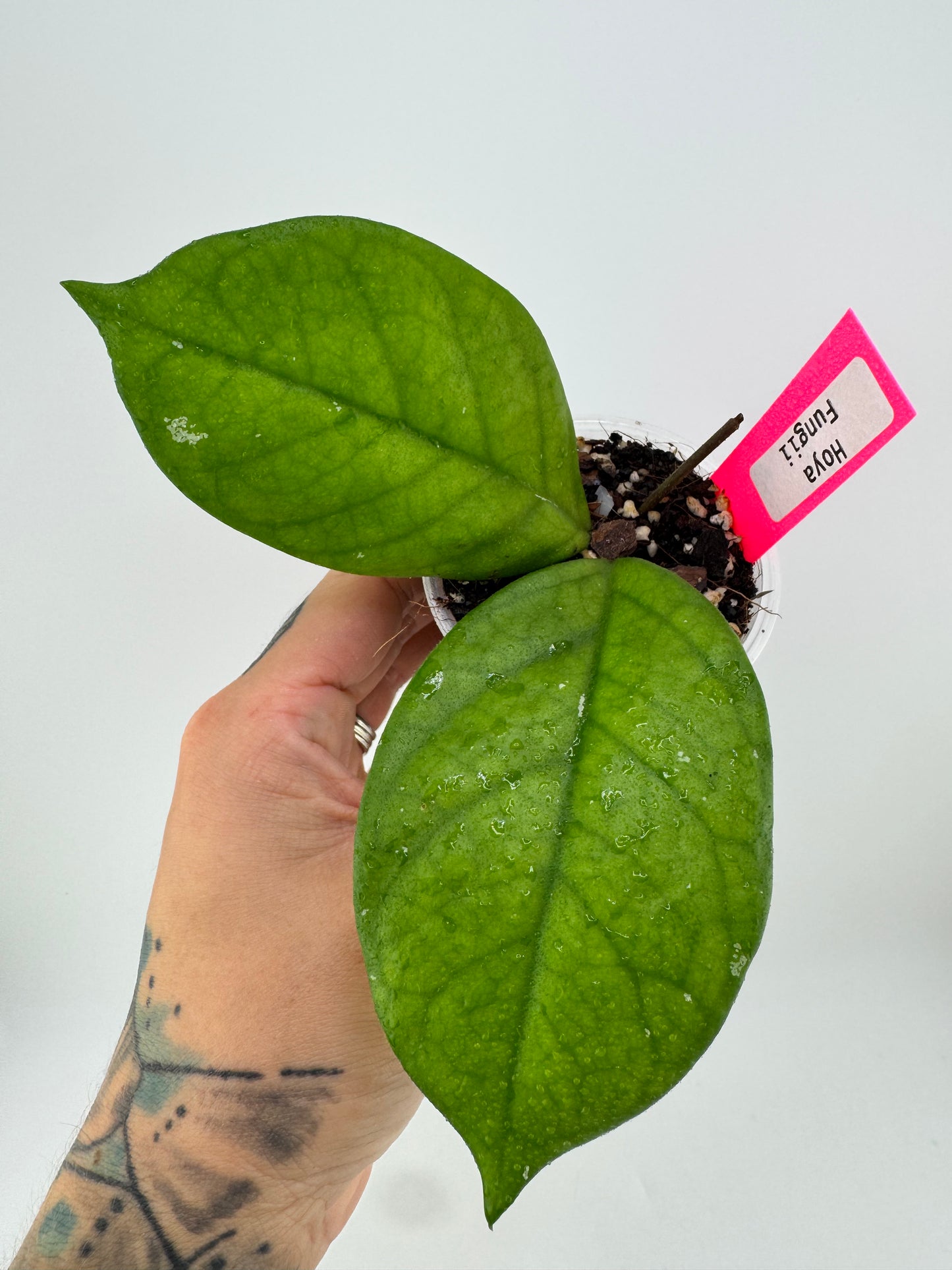 Hoya Fungii