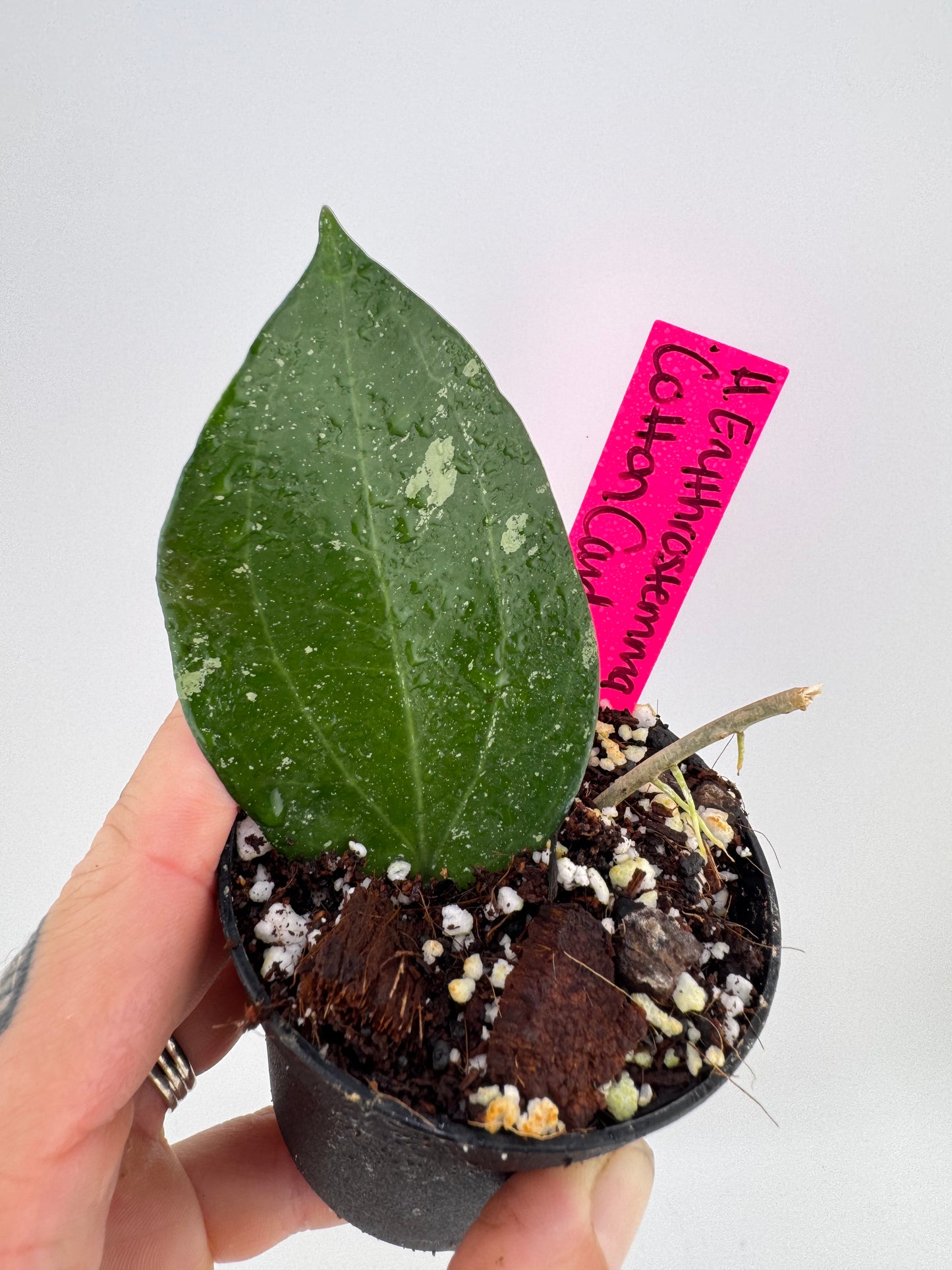 Hoya Erythrostemma ‘Cotton Candy’