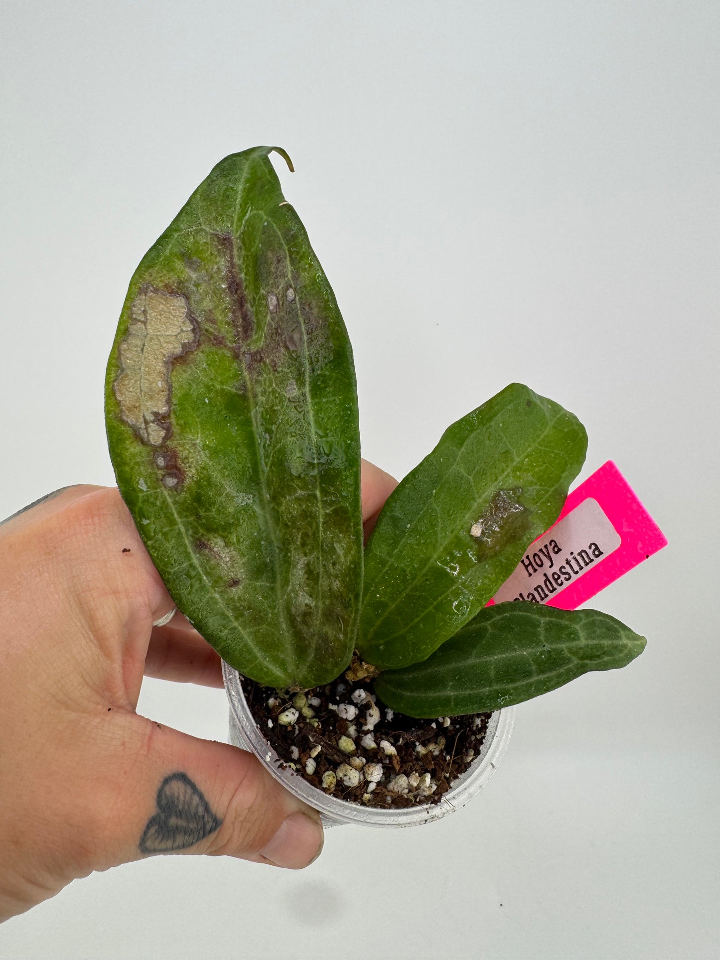 Hoya Clandestina