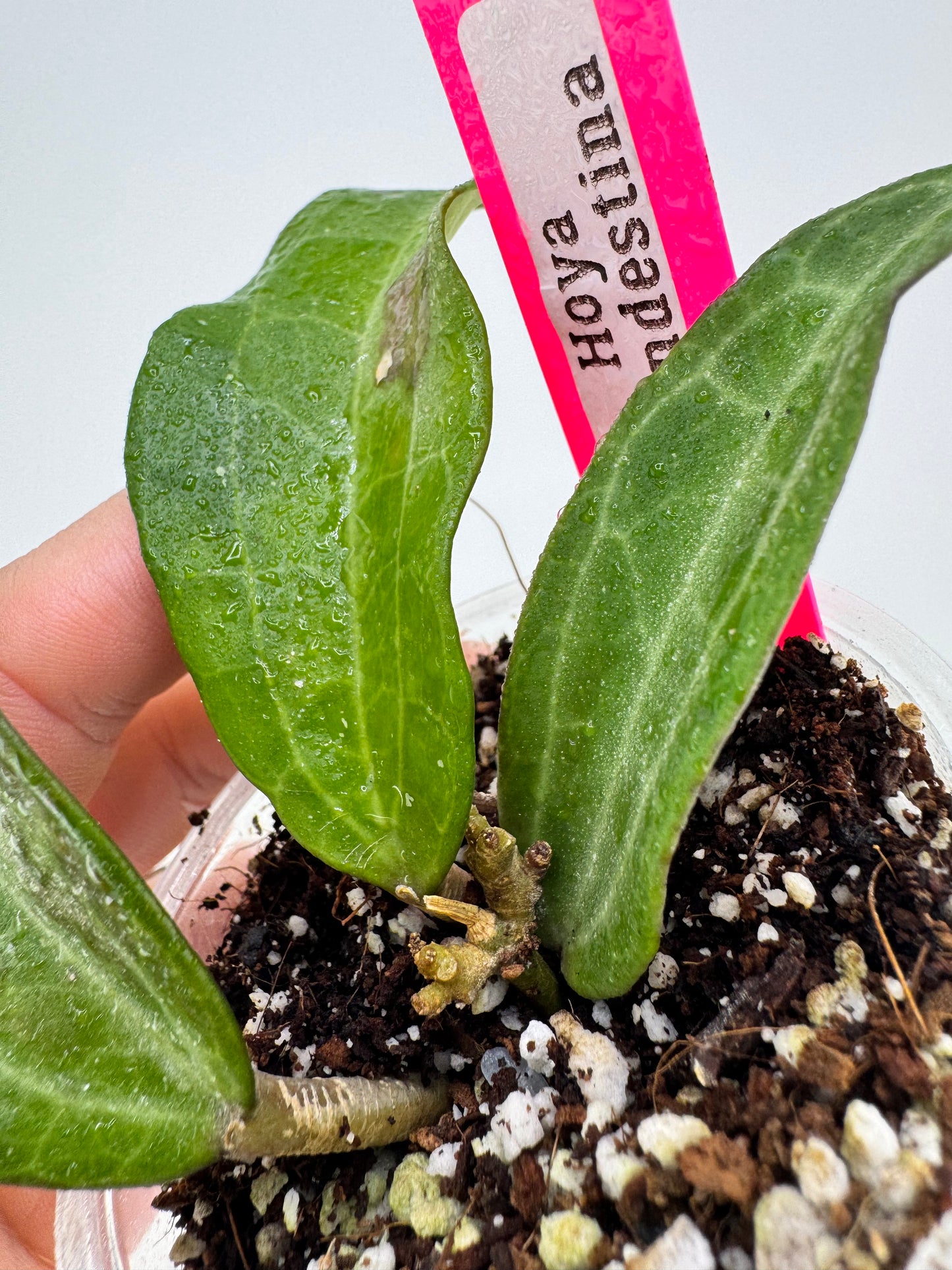 Hoya Clandestina