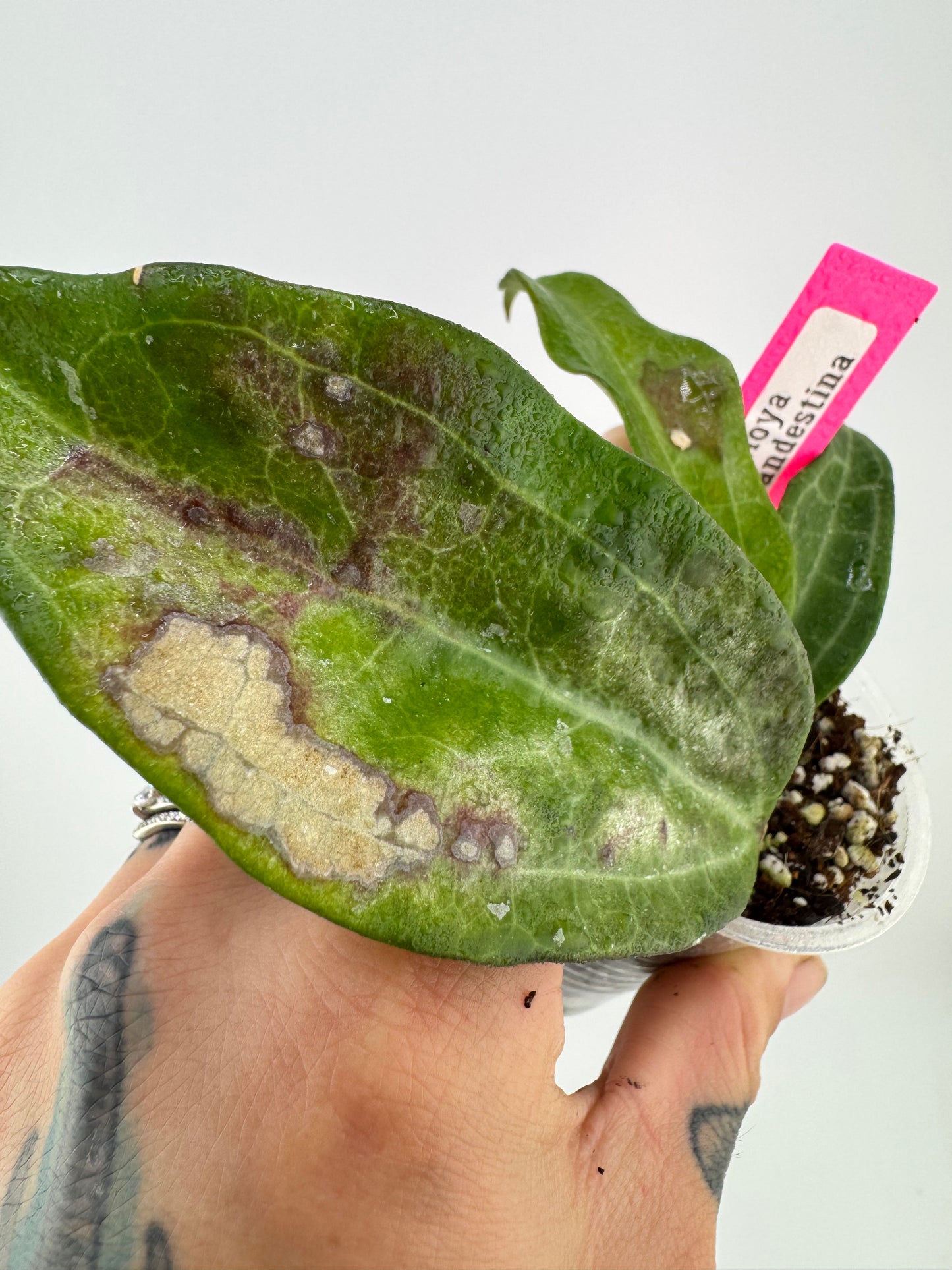 Hoya Clandestina