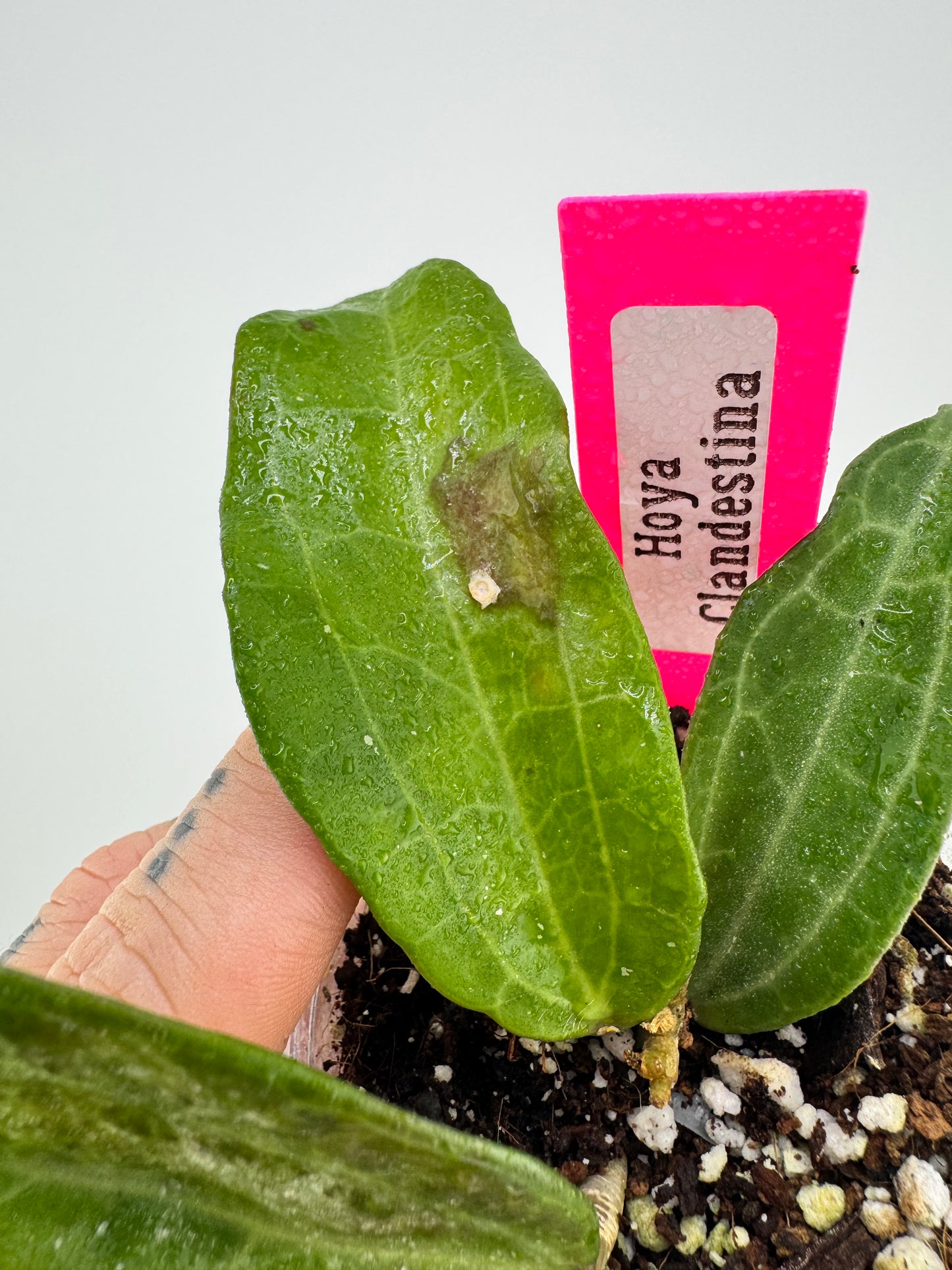 Hoya Clandestina