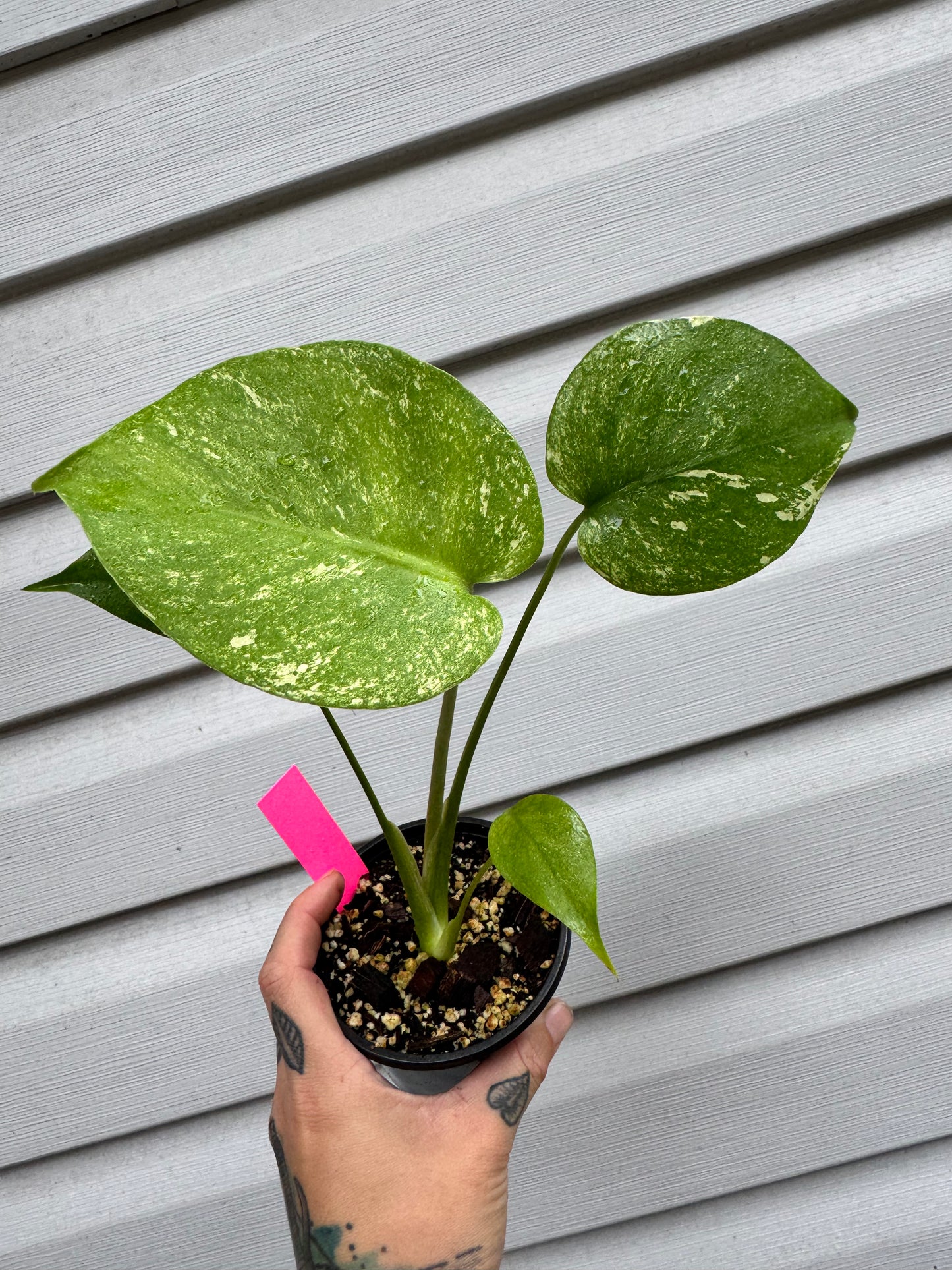 Monstera Deliciosa Mint ‘white monster’ Variegated #2
