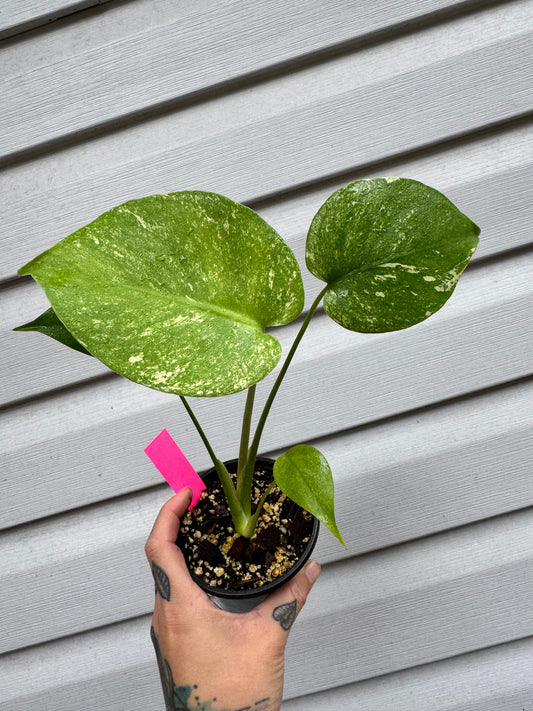 Monstera Deliciosa Mint ‘white monster’ Variegated #2