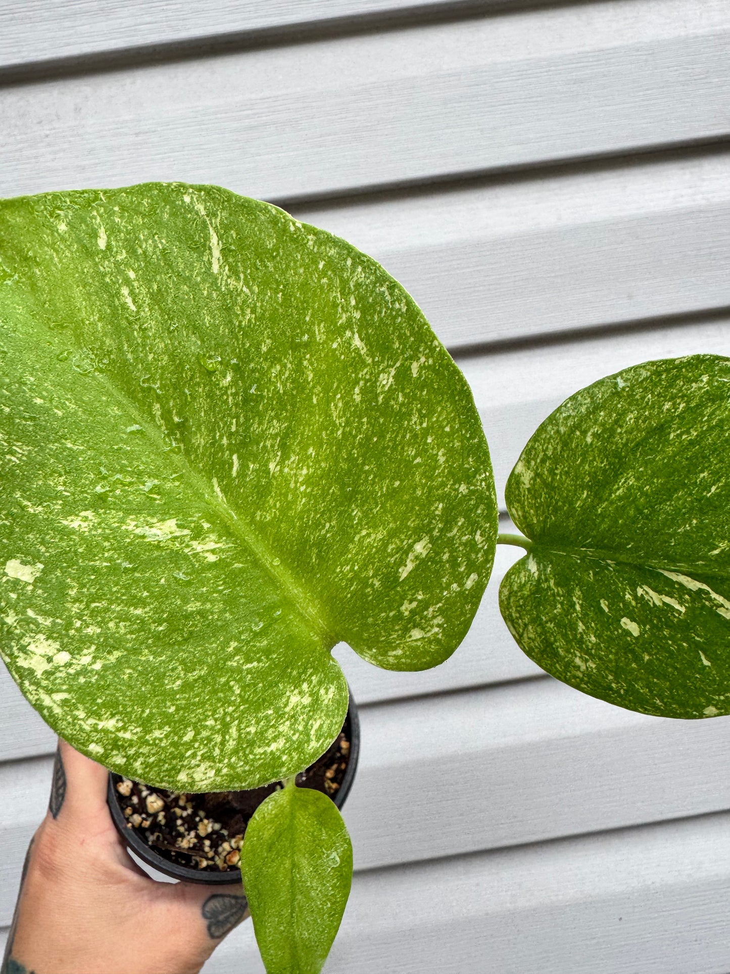 Monstera Deliciosa Mint ‘white monster’ Variegated #2