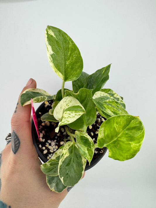 ‘N’Joy’ pothos