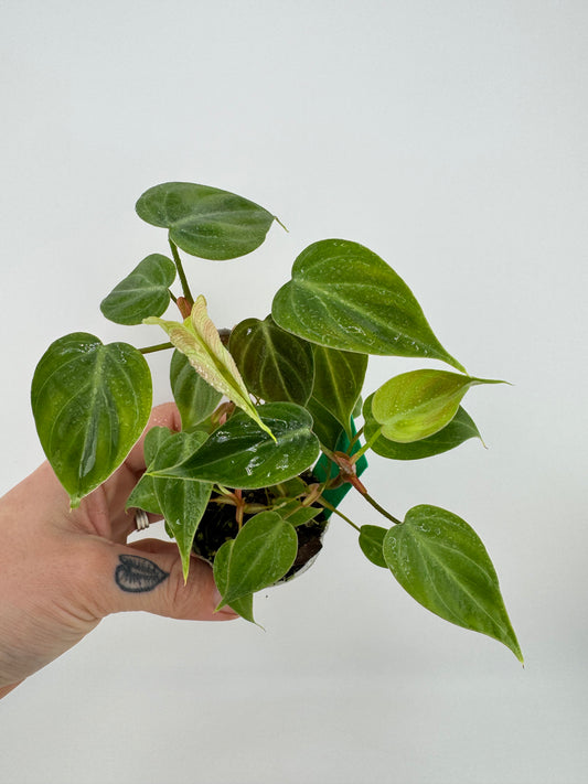 Philodendron El Choco Red