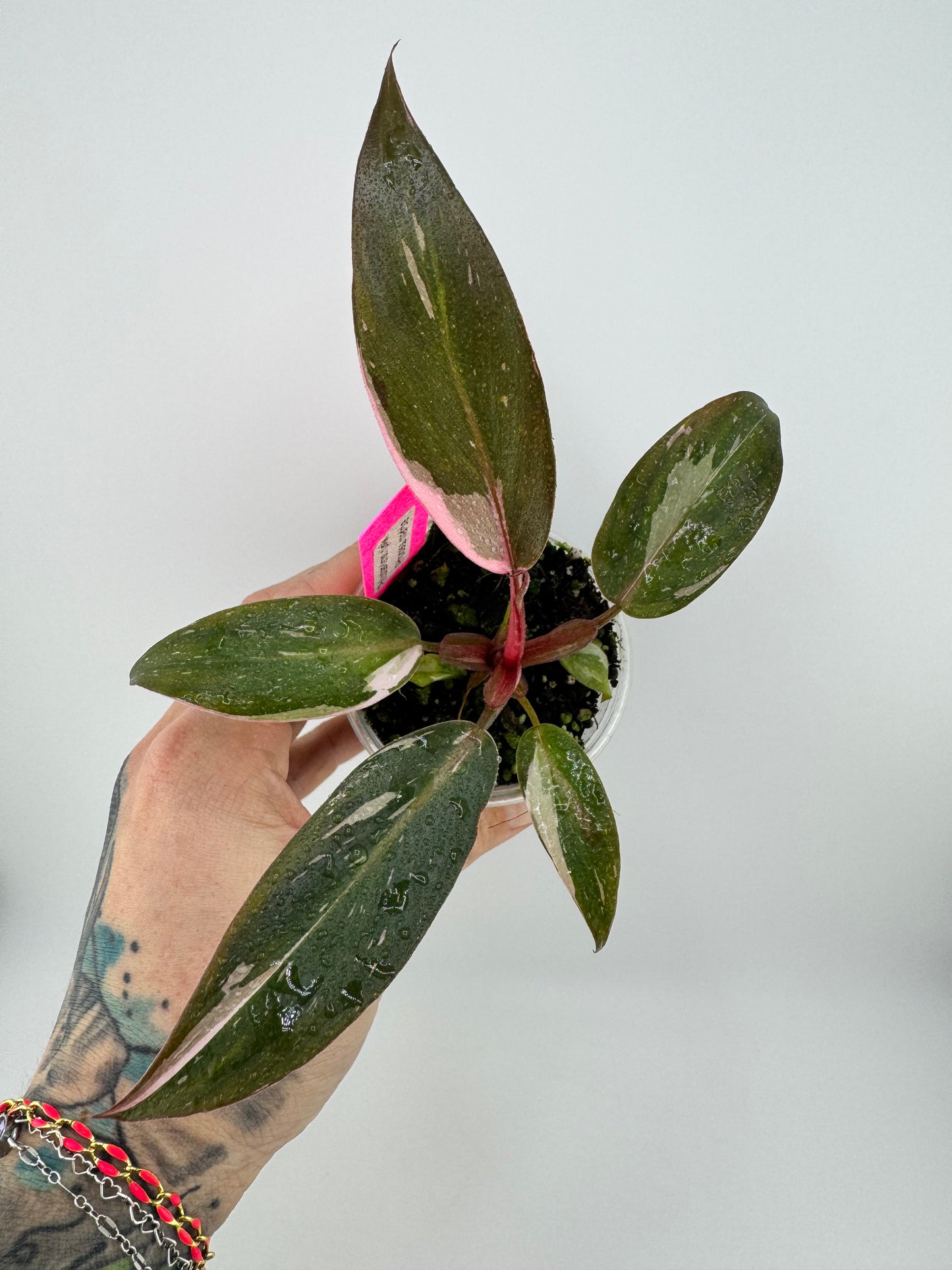 Philodendron Pink Princess marble