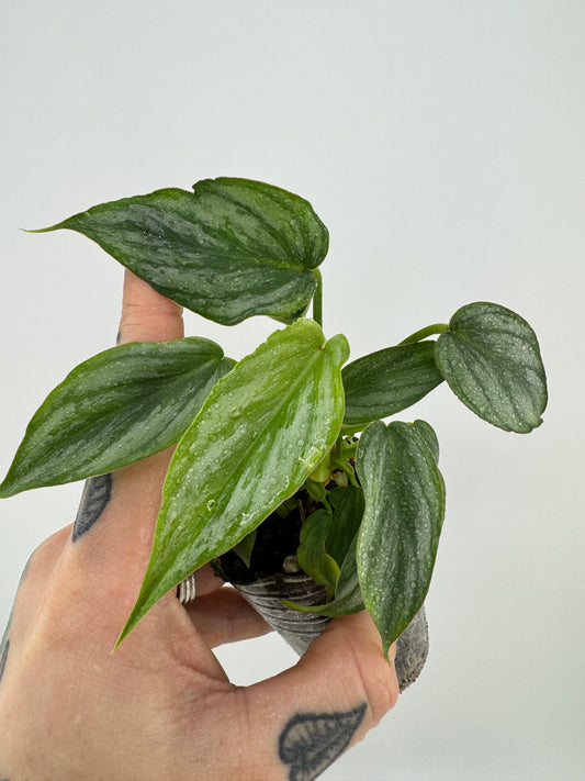 Philodendron Mamei Silver Cloud