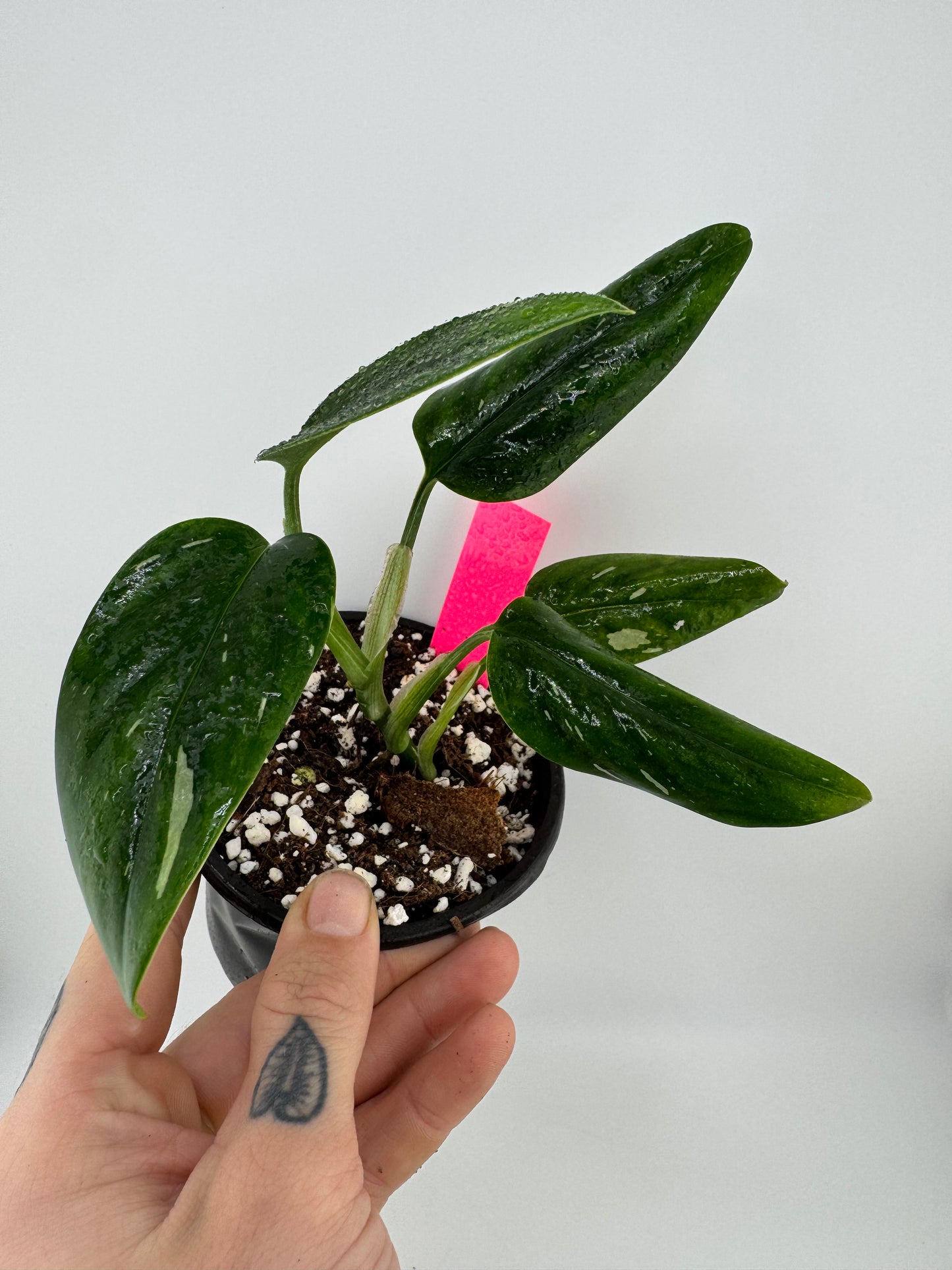 Monstera Standleyana ‘Albo’