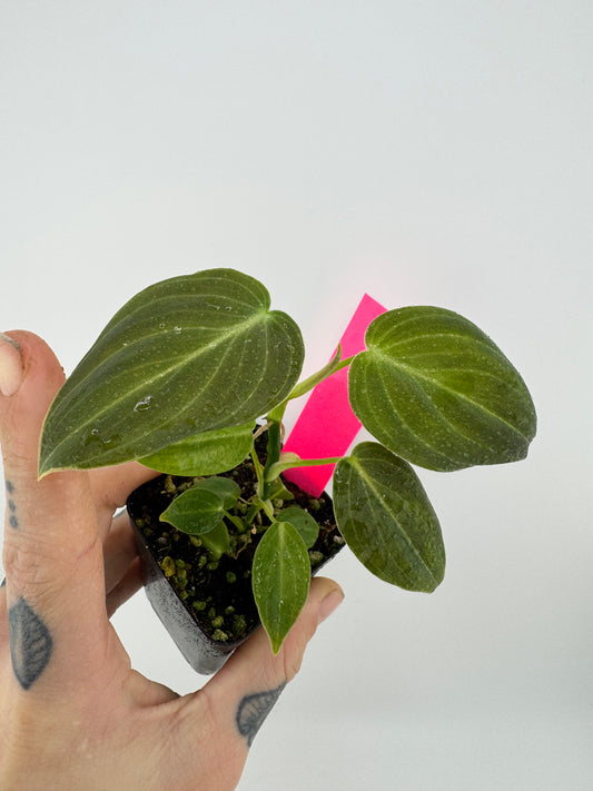 Philodendron Melanocrysum