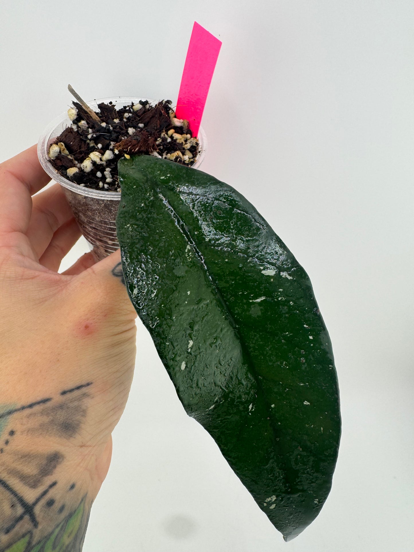 Hoya Fungii X Pubicalyx ‘Royal Hawaiian Purple’