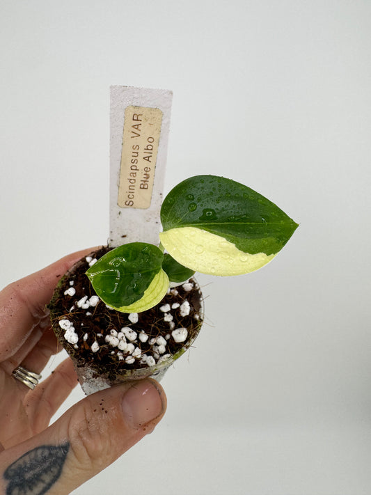 Scindapsus variegated Blue Albo